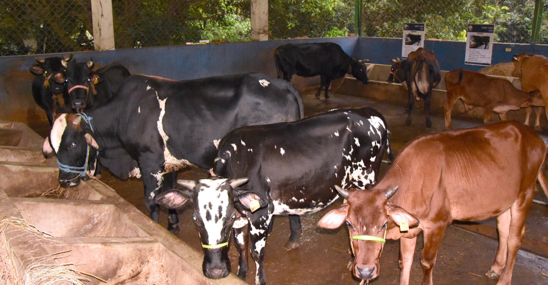 Dairy Experience