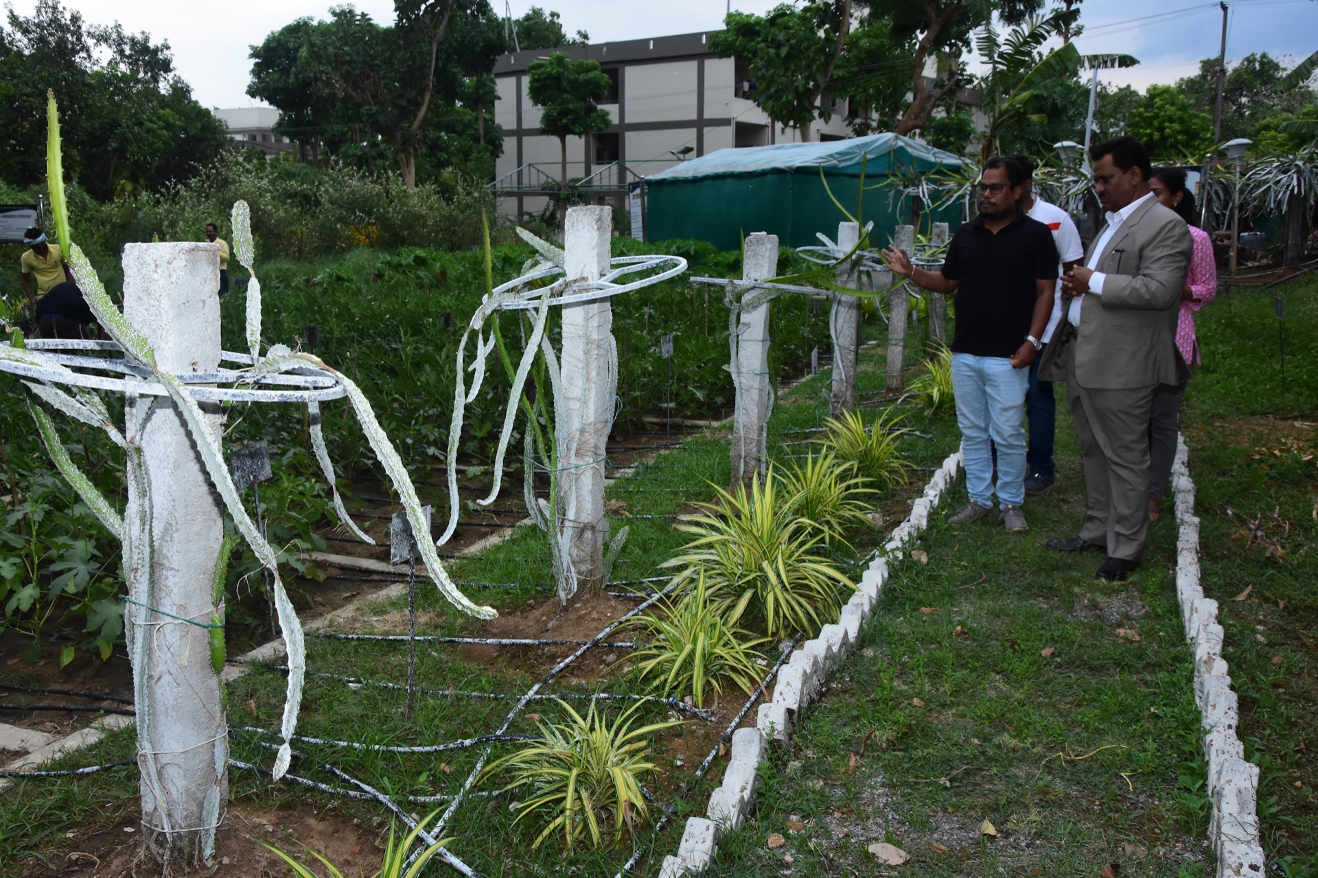 A walk through the campus medicinal-plant garden