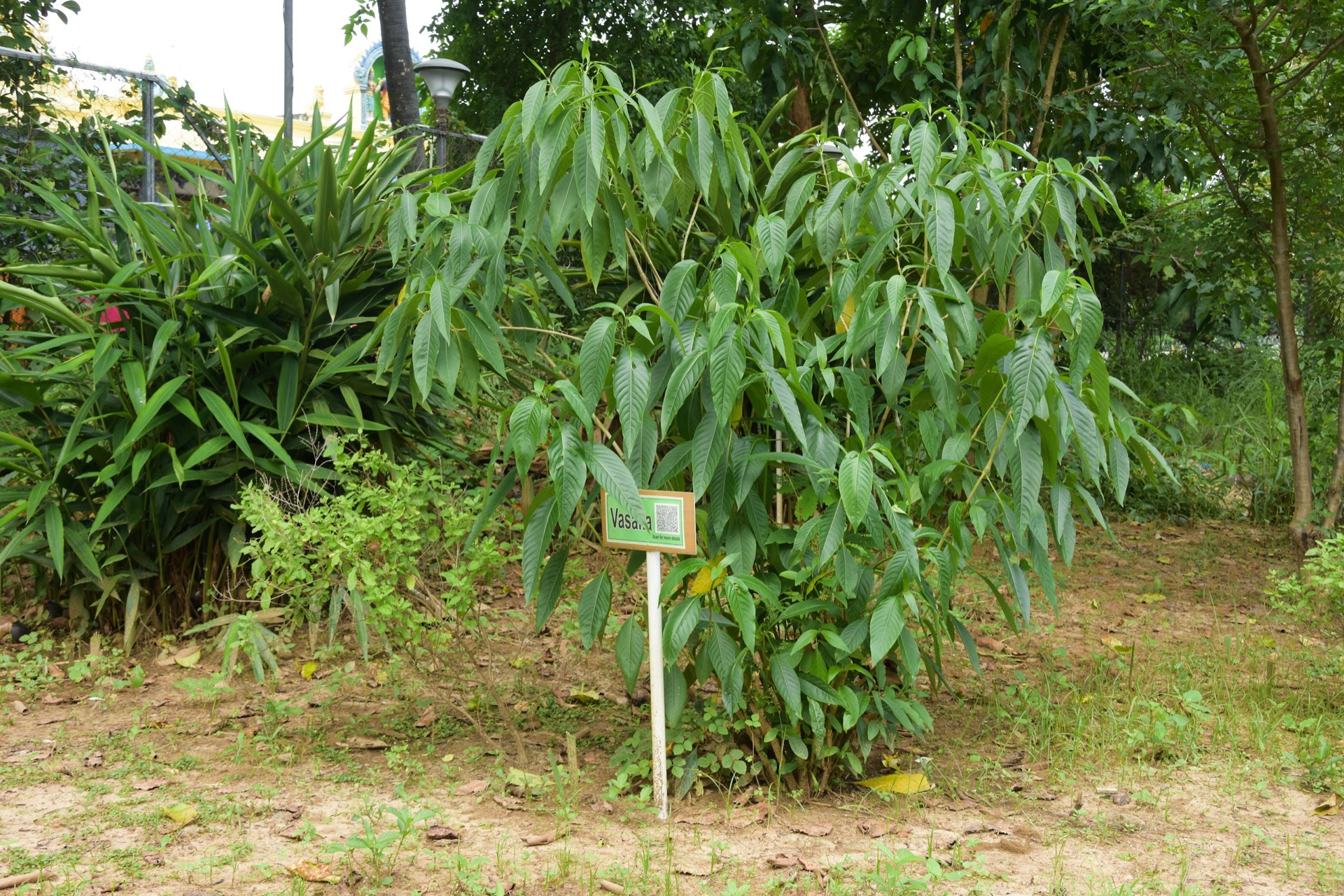 A labelled medicinal plant in the campus garden