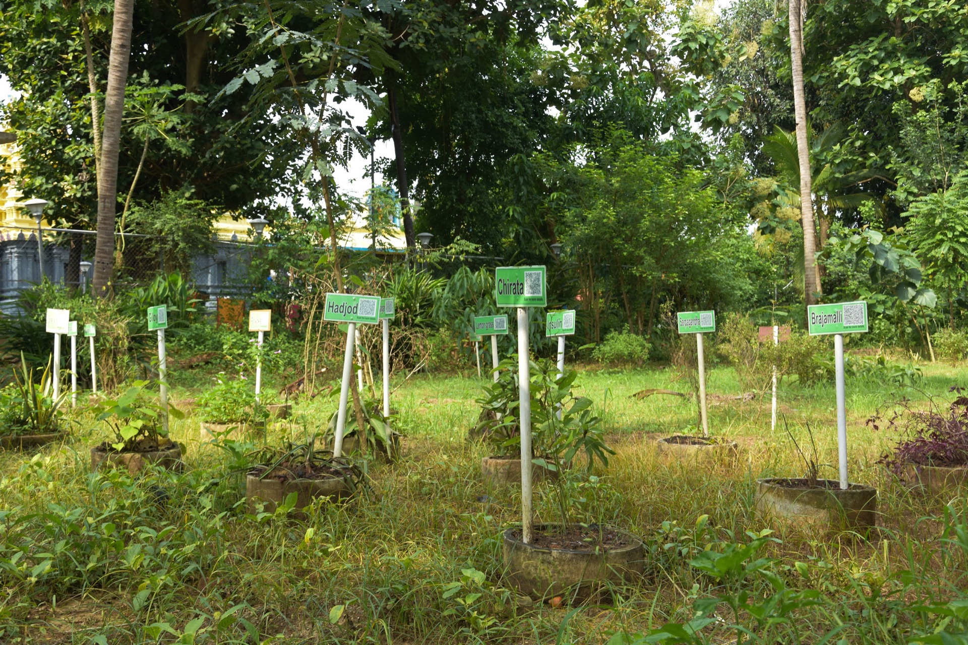 Rows of medicinal plants in the campus garden